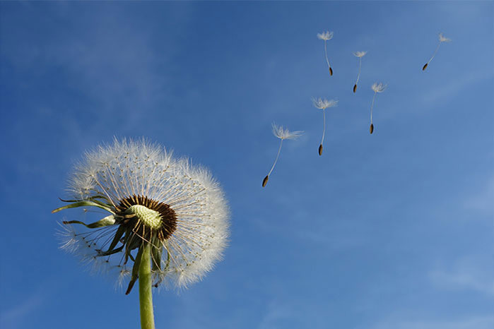 Ľ